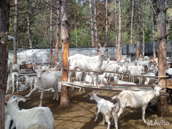Козы дойные и костраты