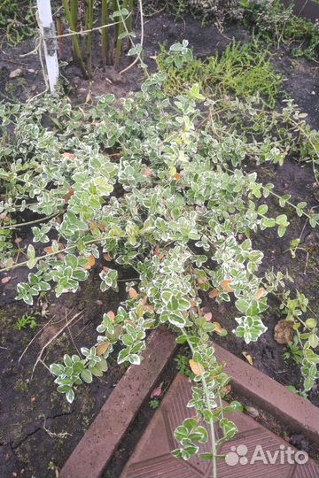 Бересклет Форчуна