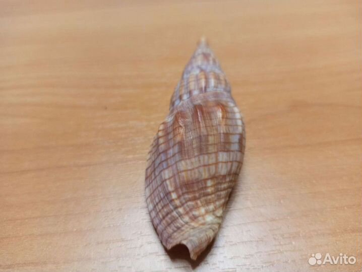 Морская раковина