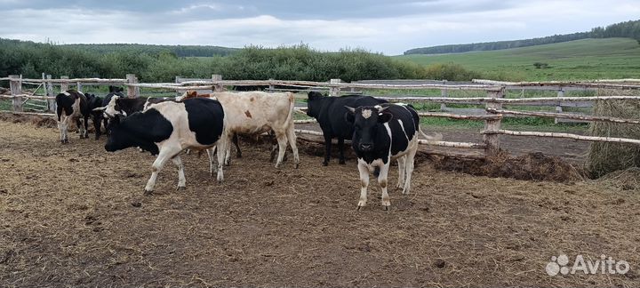 Продам коров,быков