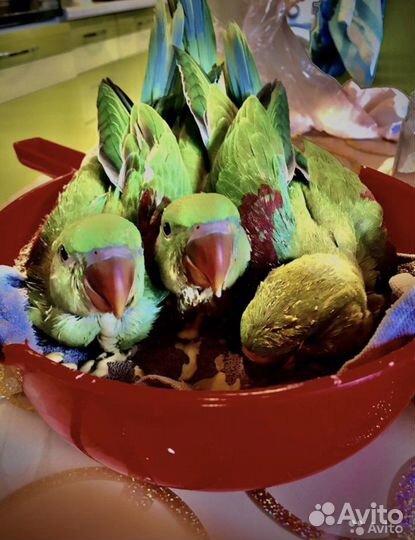 Александрийские попугаи птенцы выкормыши