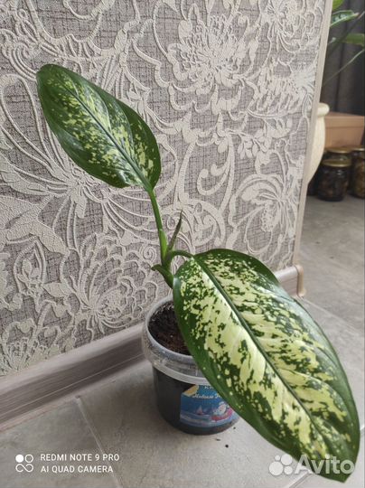 Диффенбахия