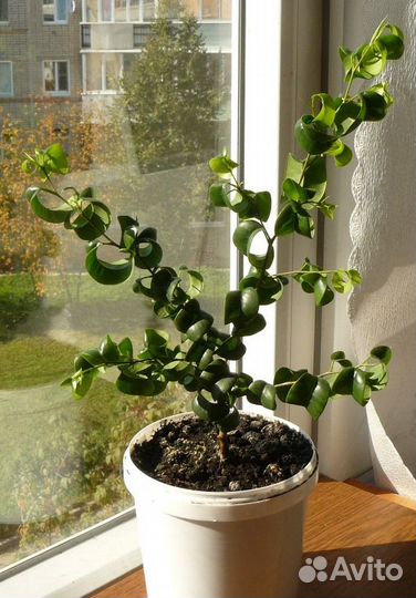 Пышный фикус Барокко (Барок) Н 35 см