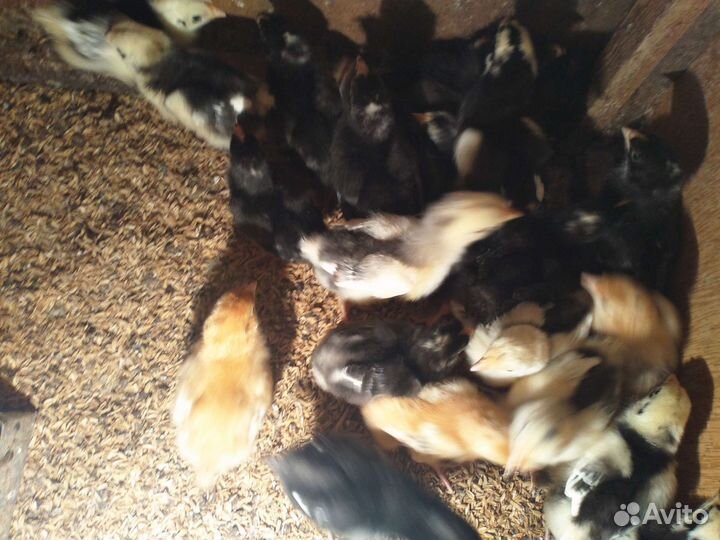 Продаём цыплят разных пород