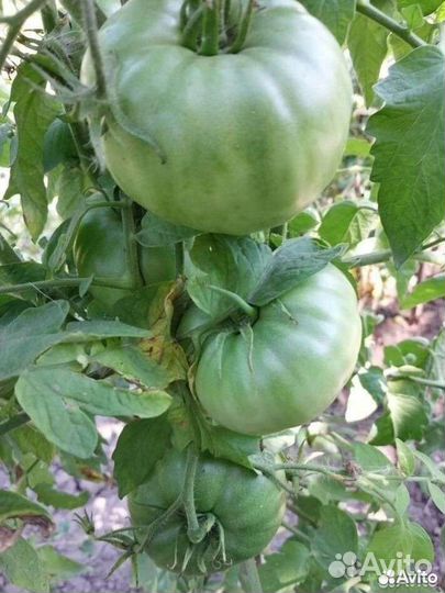 Семена розовых помидор старинный сорт из Кубани
