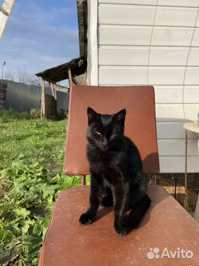 Котенок