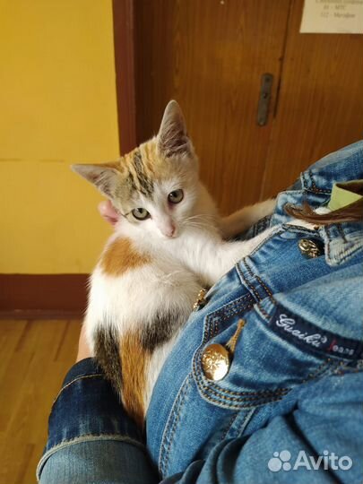 Кошечка в добрые руки