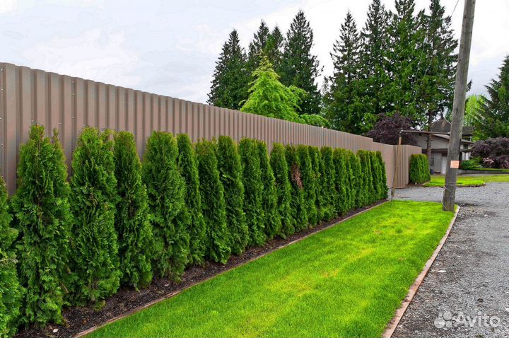 Туи вип класса