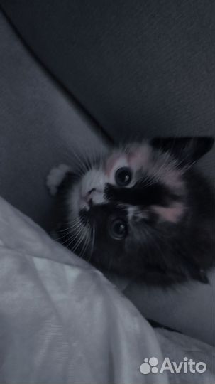 Кошка в дар