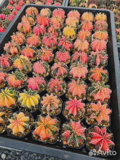 Кактус гимнокалициум вариегатный