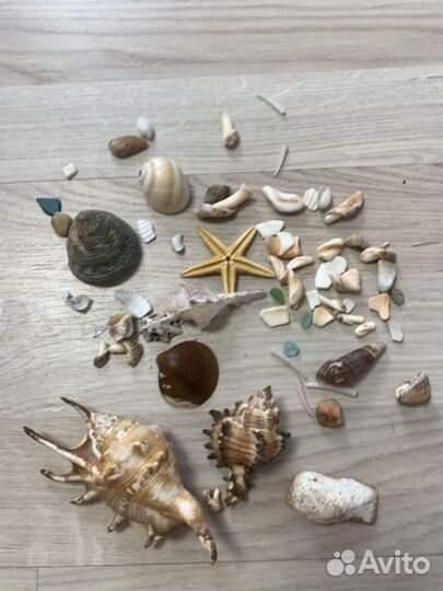 Ракушки и камни
