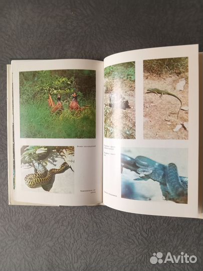 Пицунда-Мюссерский заповедник, 1987