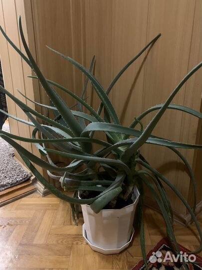 Каланхоэ и Алоэ