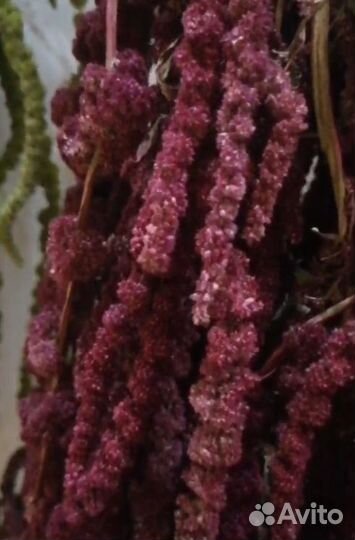 Амарант сухоцвет