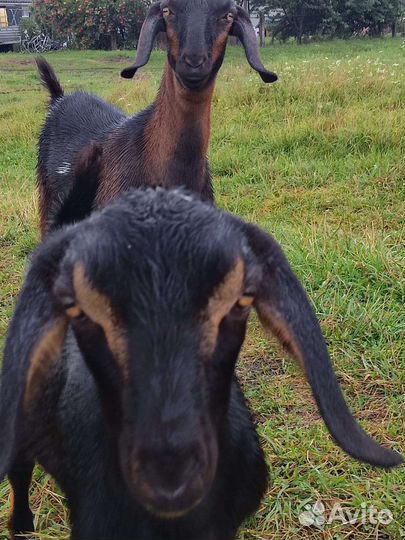 Англо нубийские козы