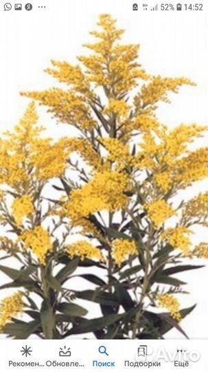 Цветок. солидаго и локоноса