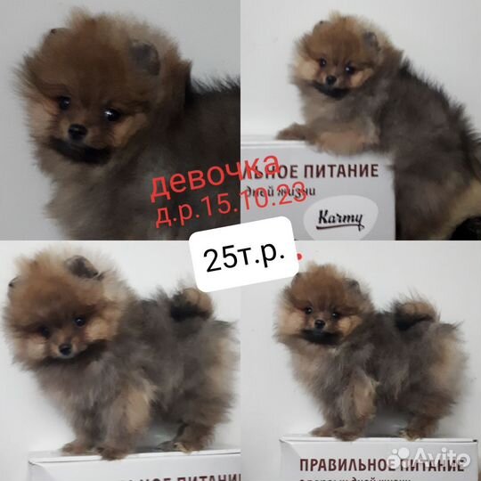 Померанский шпиц/ девочки и мальчики