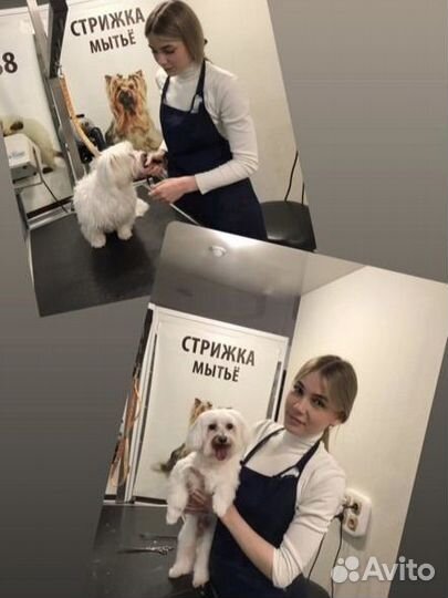 Услуги грумера с выездом