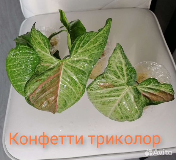 Сингониум сортовые