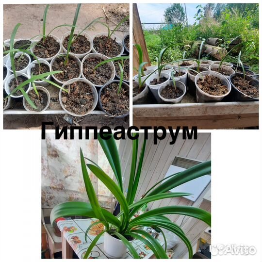 Гиппиаструм