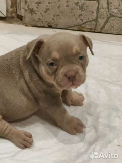 Американский булли xl