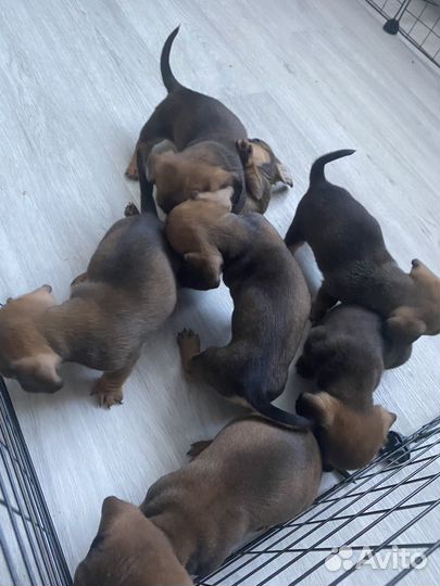 Щенки таксы