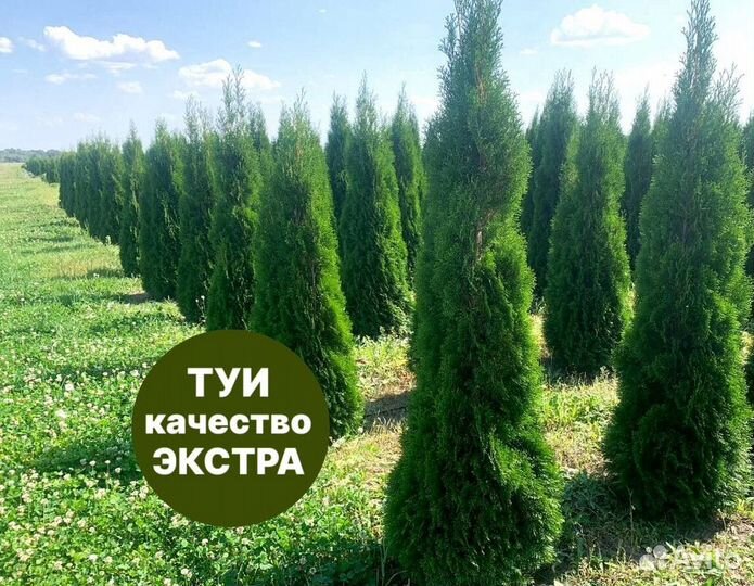 Туя смарагд рост 206 см /опт 150 шт