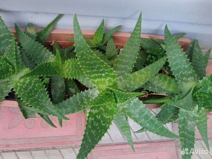 Алоэ домашние цветы