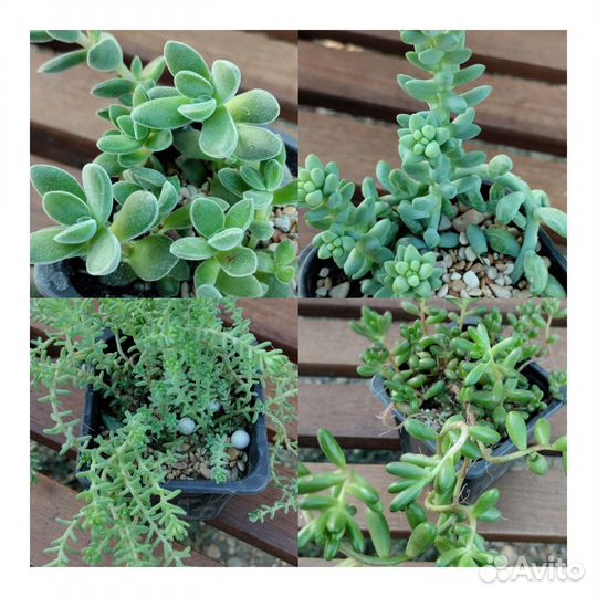 Кактусы и суккуленты