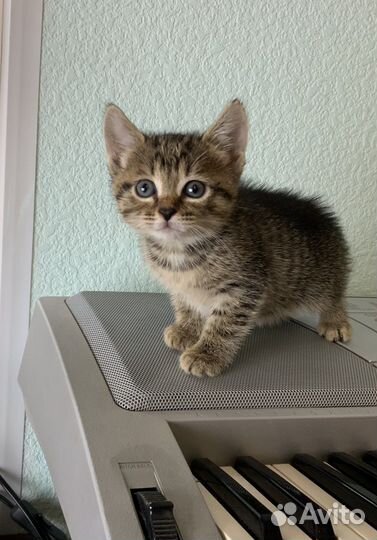 Кашечки 1 мес