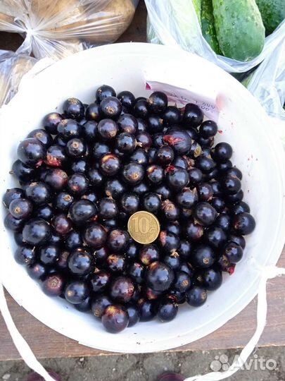 Рассада клубники