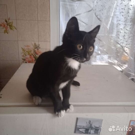 Котёнок