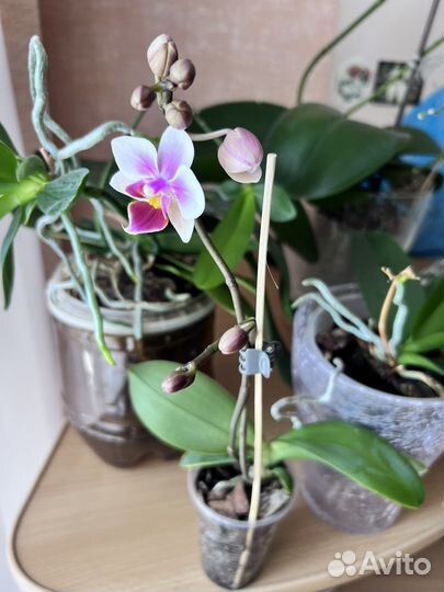 Орхидея фаленопсис