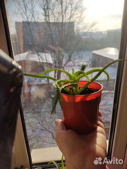 Цветок алоэ