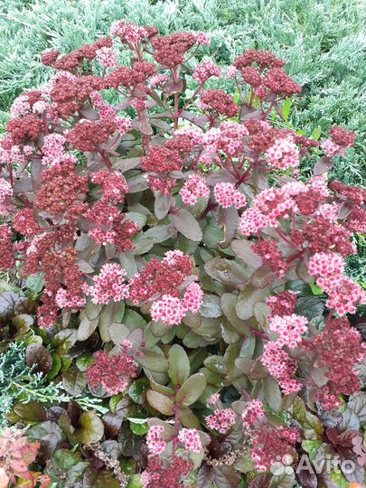 Седум (многолетник)