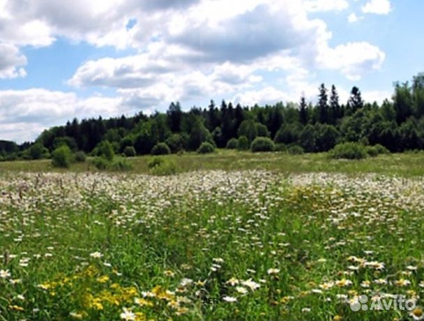 Мёд 24 года натуральный оптом