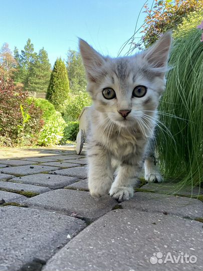 Котята в добрые руки бесплатно