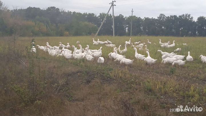 Мясо гуся, утка, индоутка