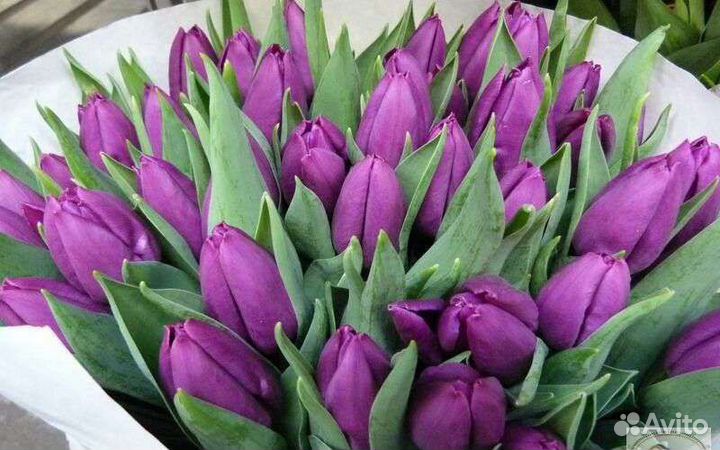 Цветы тюльпаны