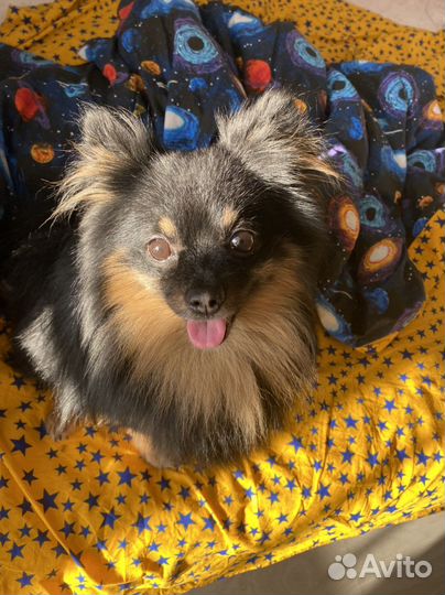 Передержка домашних животных