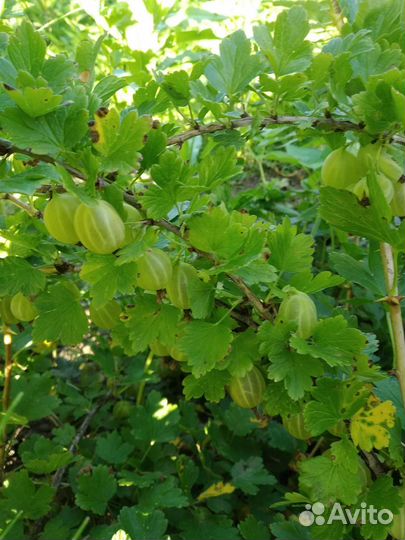 Крыжовник два сорта