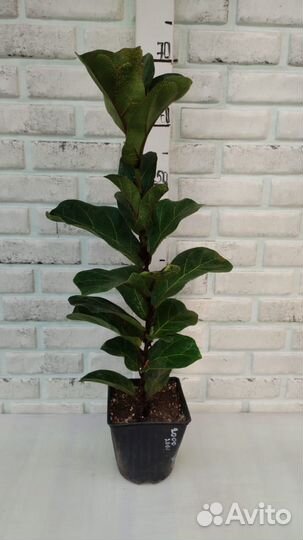 Фикус лировидный из питомника растений