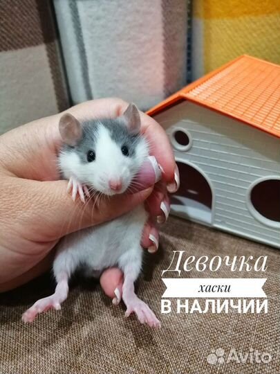 Крысята крыски Дамбо хаски