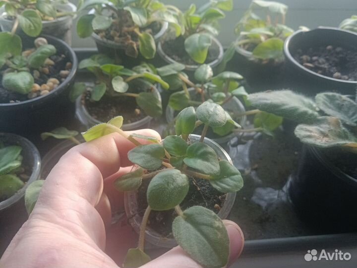 Фиалка яблоневый сад