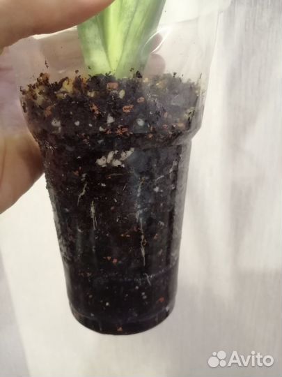 Сансевьерия мунлайт