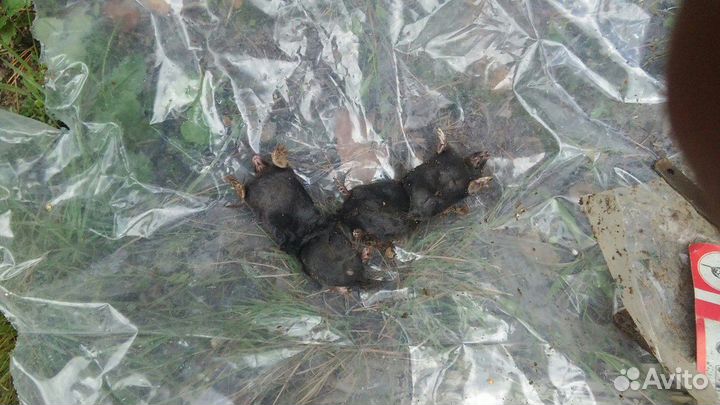 Обработка от тараканов, клопов, грызунов и др