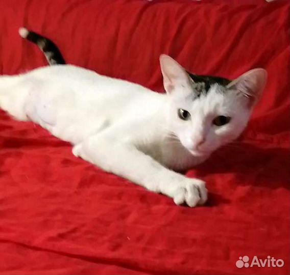 Кошечка в добрые руки