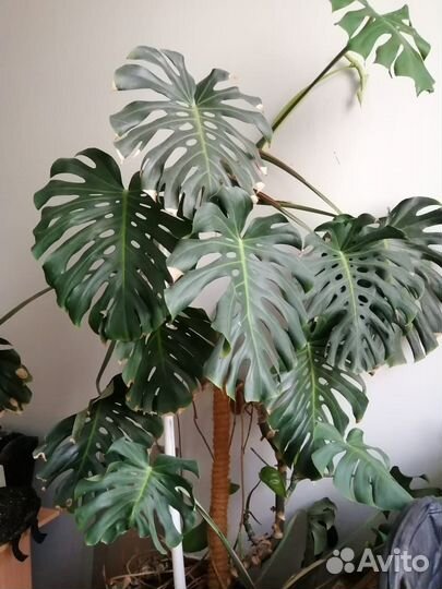 Растение комнатное монстера