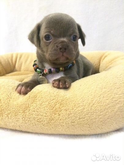 Щенки чихуахуа лиловые