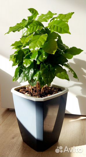 Кофе арабика растение